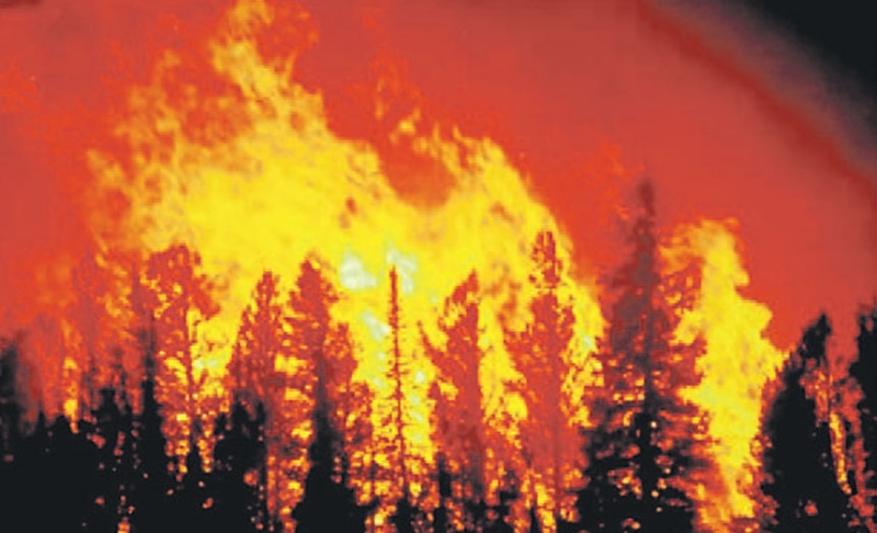 حرائق الغابات قد تنشأ جراء سوء إدارة الغابات وتغيرات المناخ