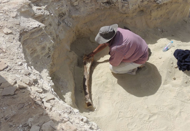 «المساحة الجيولوجية» : العثور على بقايا الفيل الصغير في صحراء النفود