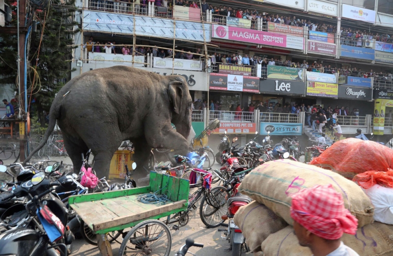 فيل هائج يدمر منازل ويثير الذعر بين سكان بلدة شرقي الهند
