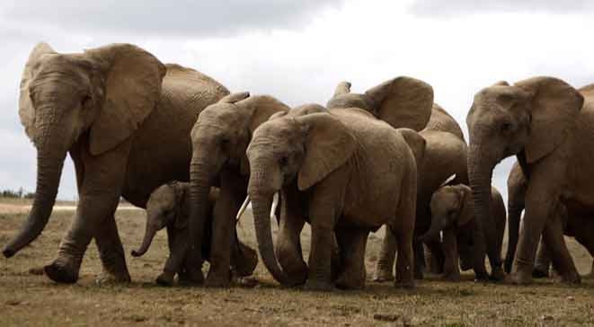 الفيلة خبراء مفرقعات في جنوب أفريقيا

