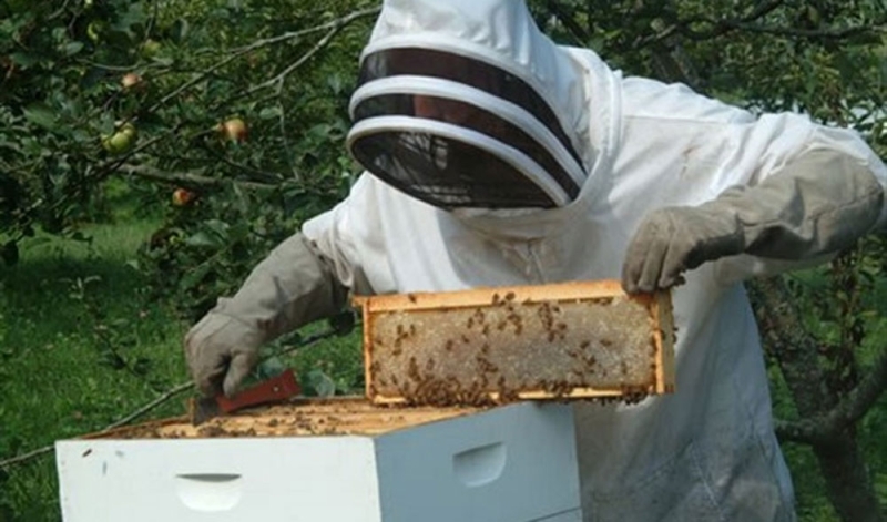 لوائح لضمان سلامة مناطق النحل من المبيدات
