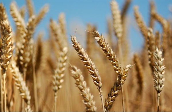 مصر تشتري 55 ألف طن من القمح الأمريكي
