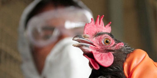 سلالة انفلونزا الطيور التي رصدت في الهند يمكن أن يصاب بها البشر
