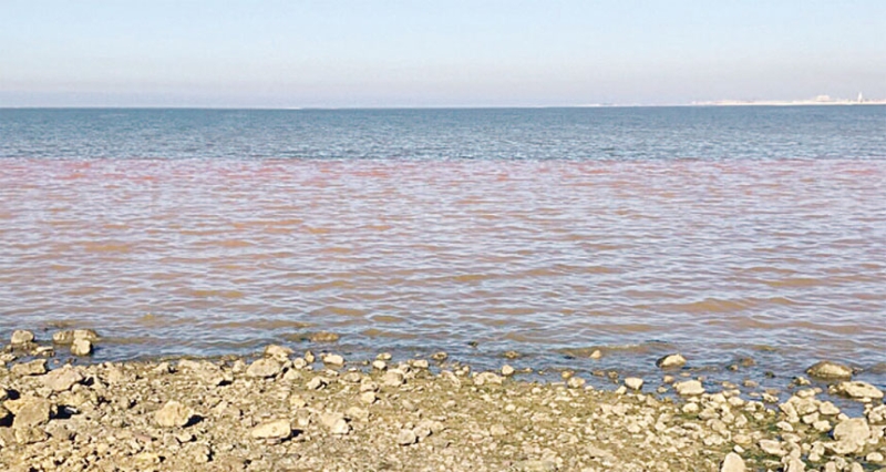  المياه الوردية مشهد مألوف على الكورنيش
