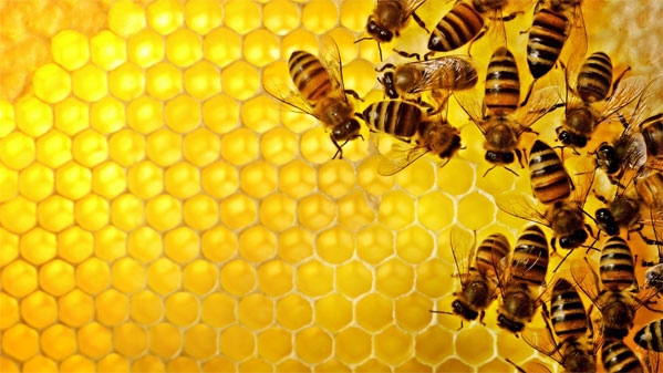 دراسة أمريكية: البكتيريا الموجودة بالعسل تكافح العدوى
