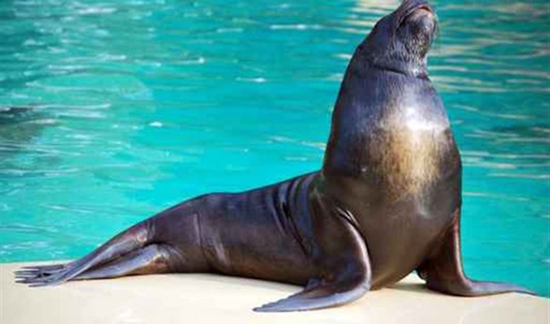 «المصايد الأمريكية» ترصد رقماً قياسياً لجنوح حيوان أسد البحر
