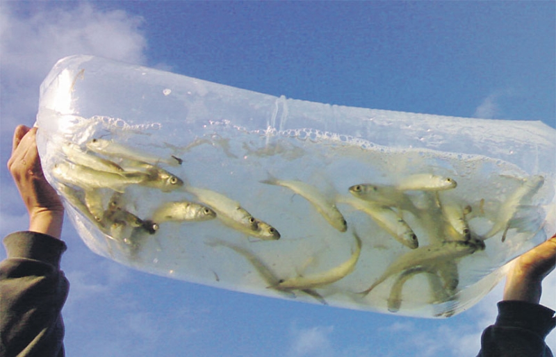 يحمل زيت السمك الطبيعي كميات علاجية متنوعة
