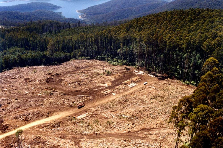 تعهدات لإعادة تشجير 350 مليون هكتار من أراضي الغابات بحلول عام 2030