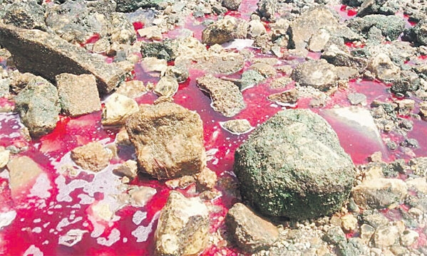 المياه الملونة تغمر المصد الحجري على كورنيش سيهات