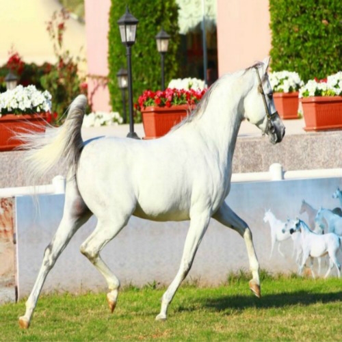 مركز الملك عبدالعزيز للخيل العربية يعتني بـ 14372 رأساً من الخيول الأصلية بالمملكة