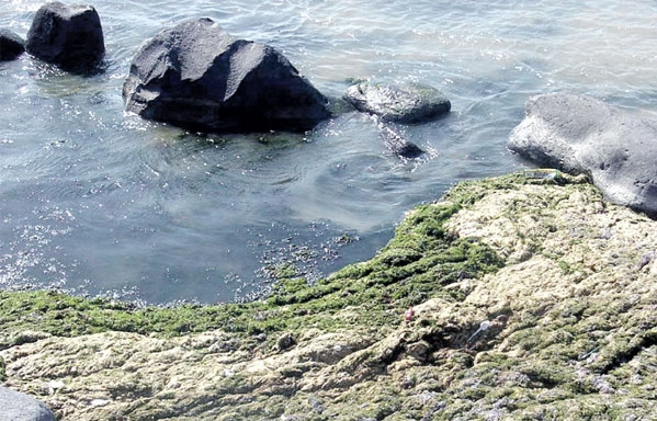  التلوث يؤثر على البيئة البحرية والساحلية 