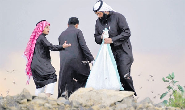 أسرة في الباحة تجمع الجراد لتناوله رغم التحذيرات