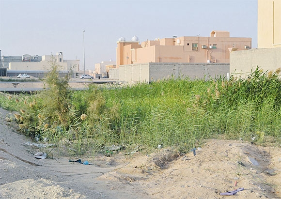 حشائش المستنقعات تحاصر المنازل (تصوير: إبراهيم الحسين)