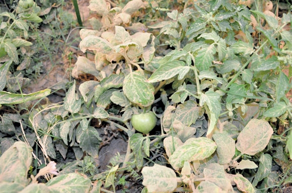 الغبار يغطي محصول الطماطم بإحدى المزارع (تصوير: إبراهيم السقوفي)