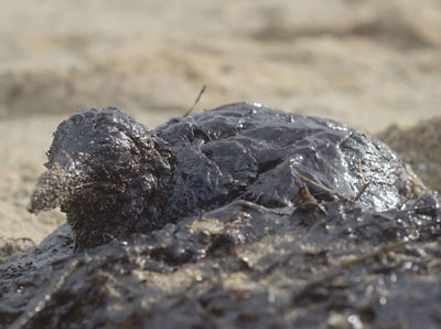 تلوث: ناقلة النفط التي انشطرت على مقربة من السواحل الاسبانية الاسبوع الماضي خلفت دمارا بيئيا خطيرا وتسبب التدفق النفطي في قتل العديد من الحيوانات البحرية والطيور كما يظهر في هذه الصورة