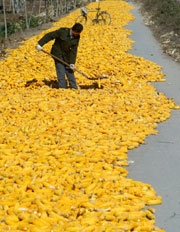  تراجع اهتمام المزارعين الصينيين بمحصول الذرة لحساب الصويا