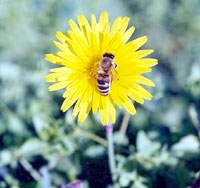 العلاج بسم النحل يحقق نتائج مذهلة