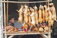  الكلاب وجبة جاهزة بديلة في فيتنام