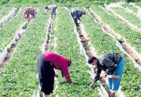 الانتاج الزراعي العربي بحاجة للتكامل