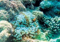 مشروع للحفاظ على الشعب المرجانية