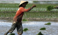مزارع الارز الكمبودي تحلم بالاستثمارات الخليجية 