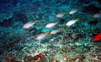  الشعب المرجانية توفر فرصا لتنمية الثروة السمكية إضافة للعديد من المنافع