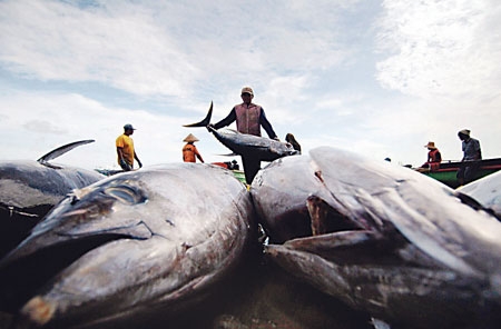 سمك التونة الطازج في بالي في قرية صيد في جيمباران 