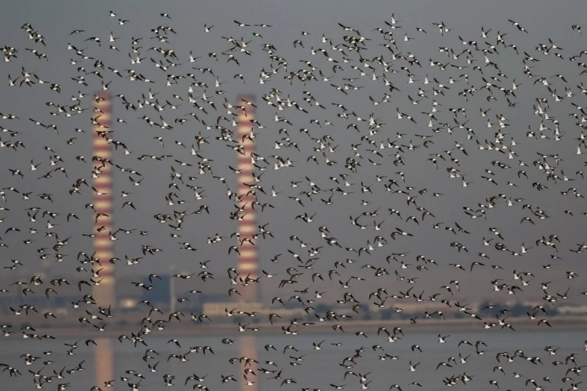 Kuwait’s weather alters bird migration