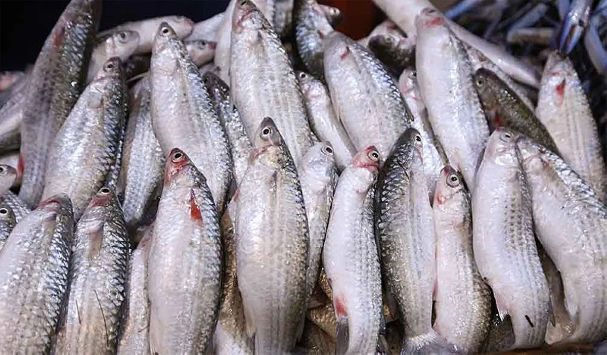 Mullet (Mead) fish scarcity hits Kuwait market