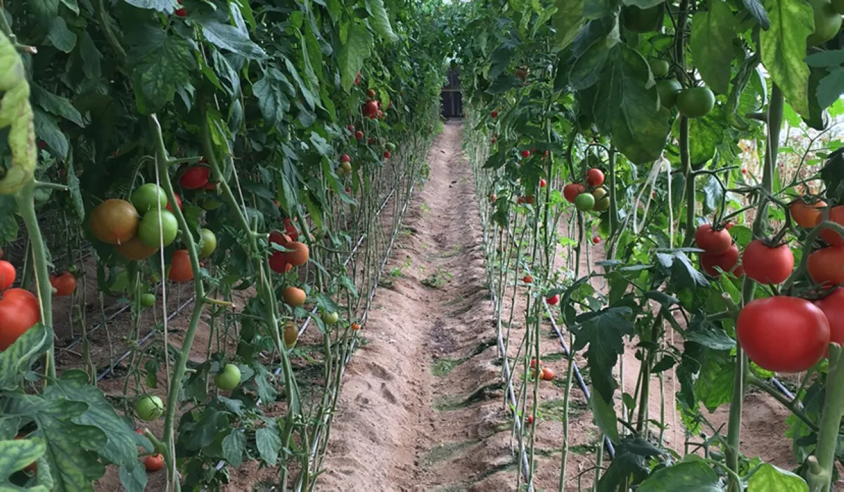 ‘Local products key to Kuwait food security’