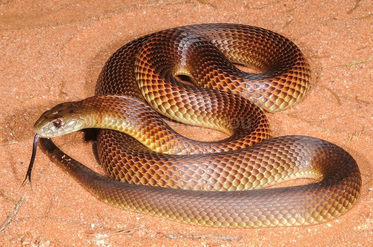 Australian teenager dies from snake bite