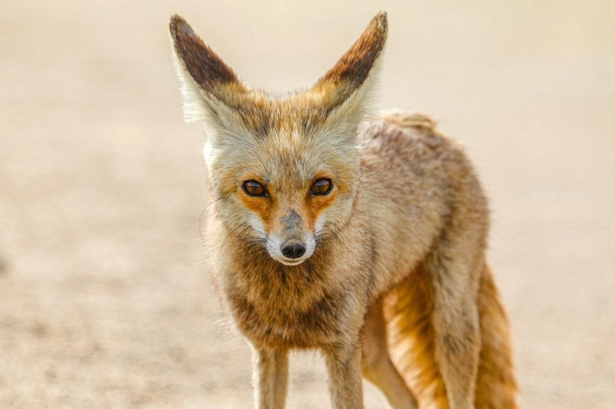Al-Husni (Arabian Red Fox) claws back more ground as sightings surge