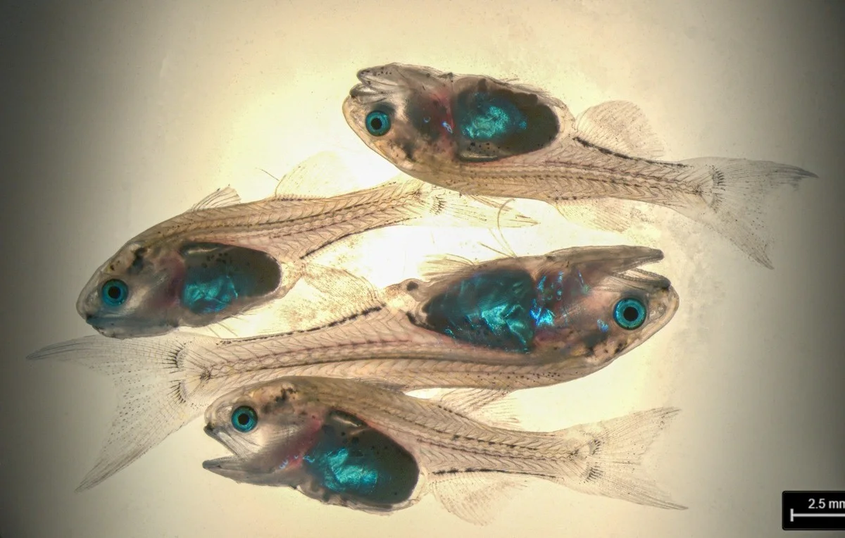 KISR completes the first successful shim fish farming cycle in the region