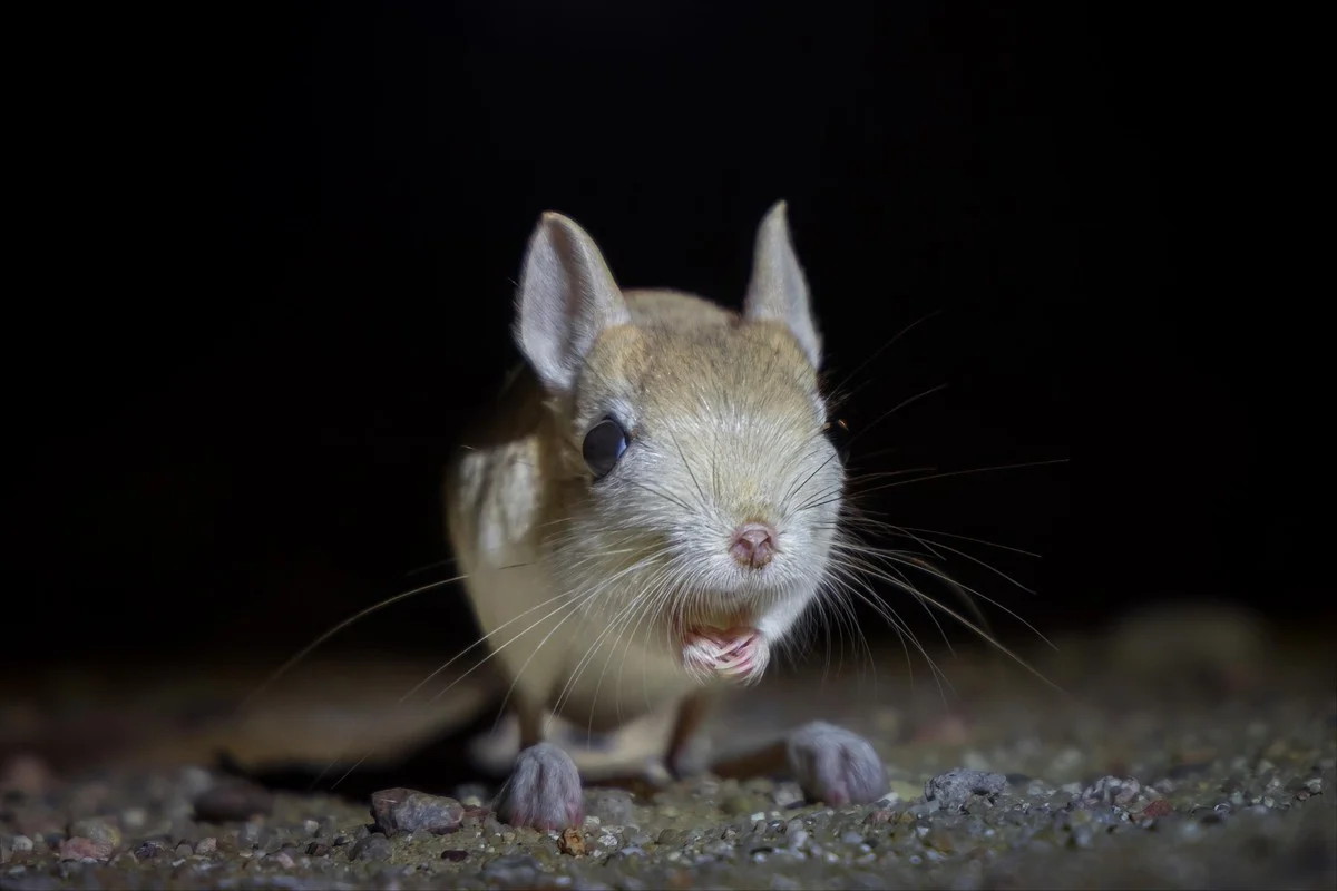 Jumping jerboa: A unique desert creature thriving in Kuwait’s arid regions