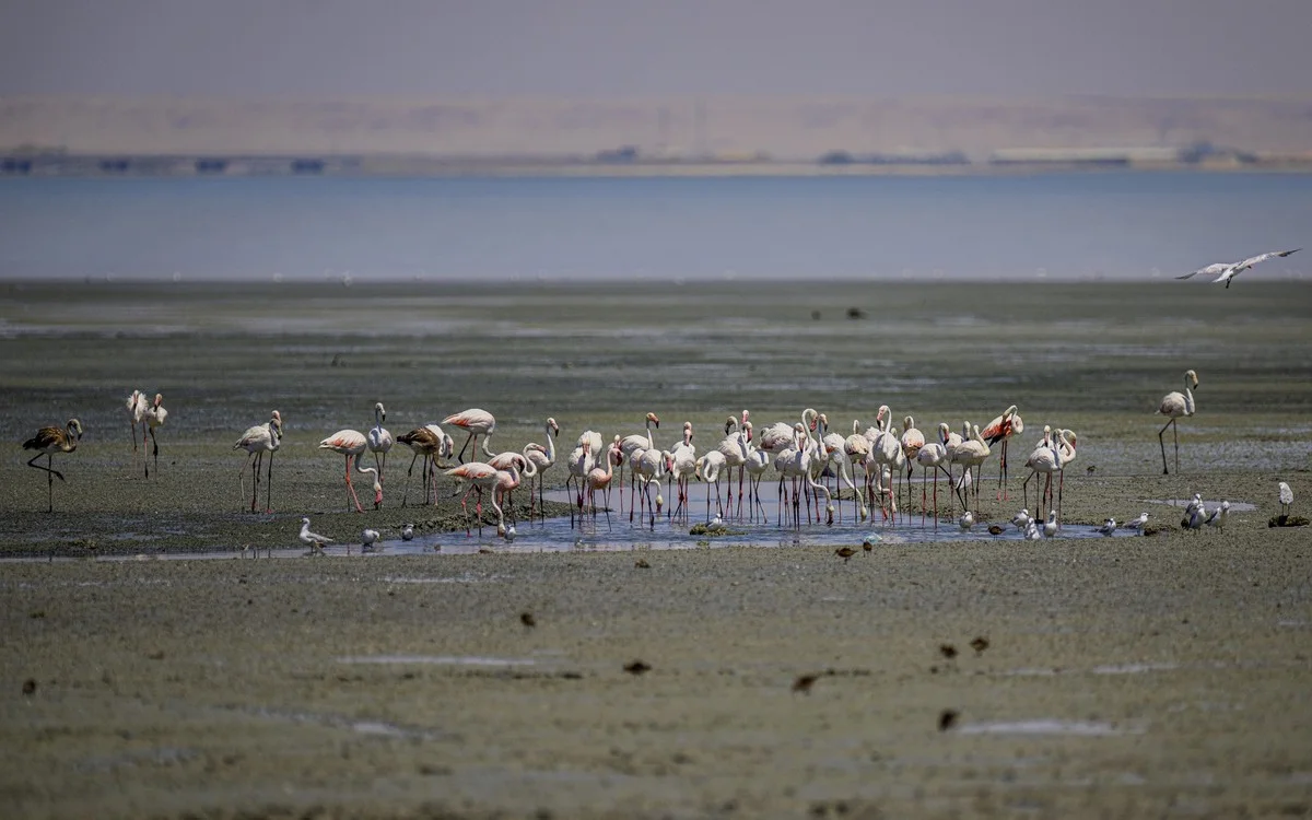 Rare summer sighting of little flamingo in Kuwait
