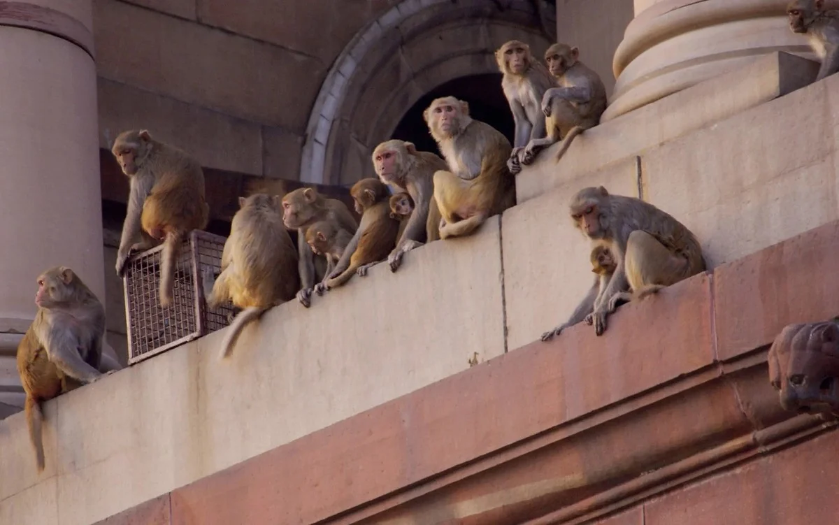 Monkey snatches baby in India, child later found dead