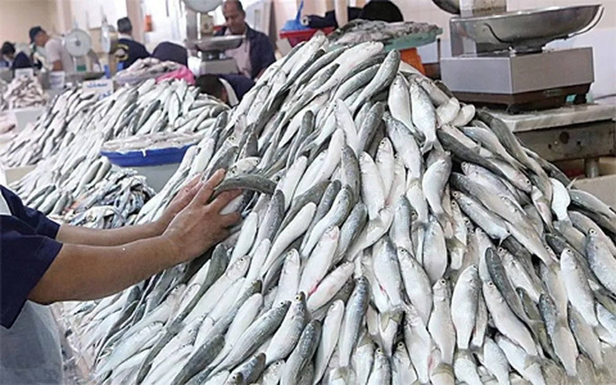 Fishing for mullet ‘meide’ resumes in Kuwait Bay after 22 years ban