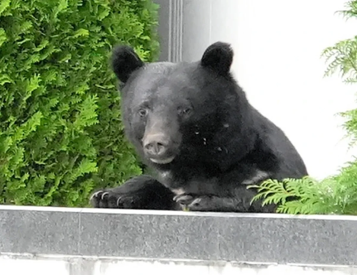 1 killed, 3 seriously injured in bear attack in northeastern Japan