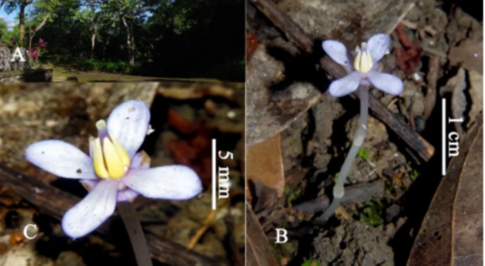 ALAMIN: 'Rare plant species' sa Pilipinas, muling natuklasan sa Masungi matapos ang 130 taon, anong pinahihiwatig?