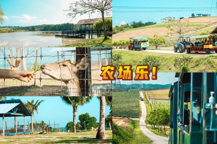 位于雪州万挠的水果谷占地达646公顷,由雪州农业发展机构所开发。-图摘自雪州旅游局脸书/精彩大马制图- 位于雪州万挠的水果谷占地达646公顷,由雪州农业发展机构所开发。-图摘自雪州旅游局脸书/精彩大马制图-