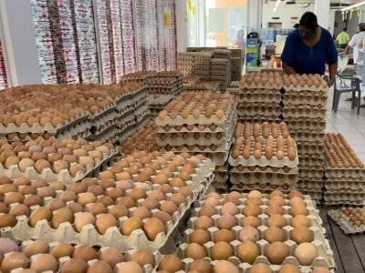 鸡蛋的新零售顶价则是A级每粒45仙、B级每粒43仙,以及C级每粒41仙。-Devan Manuel摄- 鸡蛋的新零售顶价则是A级每粒45仙、B级每粒43仙,以及C级每粒41仙。-Devan Manuel摄-