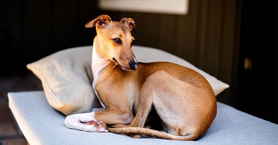 4岁大的意大利灵缇犬是全球首只被人类传染猴痘的宠物狗。图为与“患狗”同一品种的狗只。-法新社- 4岁大的意大利灵缇犬是全球首只被人类传染猴痘的宠物狗。图为与“患狗”同一品种的狗只。-法新社-