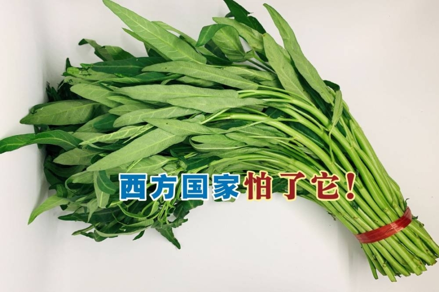 蕹菜在美国被列为危险植物类,不准人们私下种植。 蕹菜在美国被列为危险植物类,不准人们私下种植。