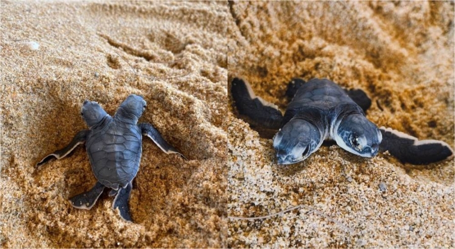 龙运海滩发现双头小海龟,让人啧啧称奇。-图摘自lang_tengah_turtle_watch Instagram/精彩大马 - 龙运海滩发现双头小海龟,让人啧啧称奇。-图摘自lang_tengah_turtle_watch Instagram/精彩大马 -