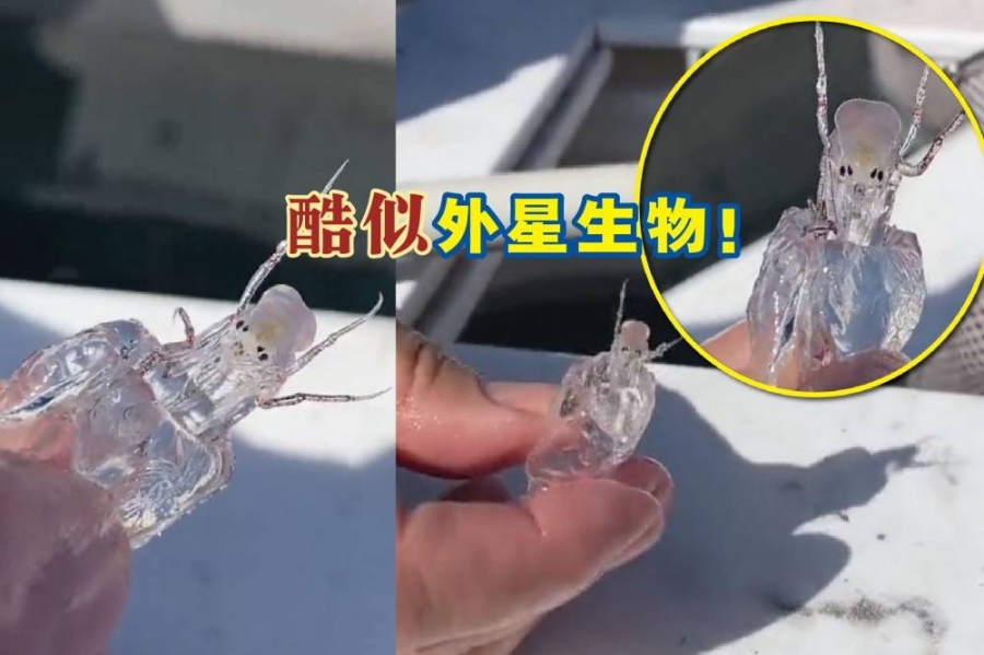 国外一名渔民出海捕鱼时捕获一只未知海洋生物,其外观酷似昆虫且全身透明,宛如外星生物,引起网民关注。-摘自网络,精彩大马制图- 国外一名渔民出海捕鱼时捕获一只未知海洋生物,其外观酷似昆虫且全身透明,宛如外星生物,引起网民关注。-摘自网络,精彩大马制图-