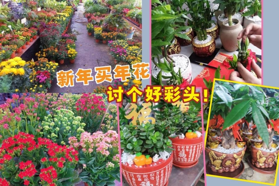农历新年办年货,当然少不了购置新花!-徽山花园提供/精彩大马制图- 农历新年办年货,当然少不了购置新花!-徽山花园提供/精彩大马制图-