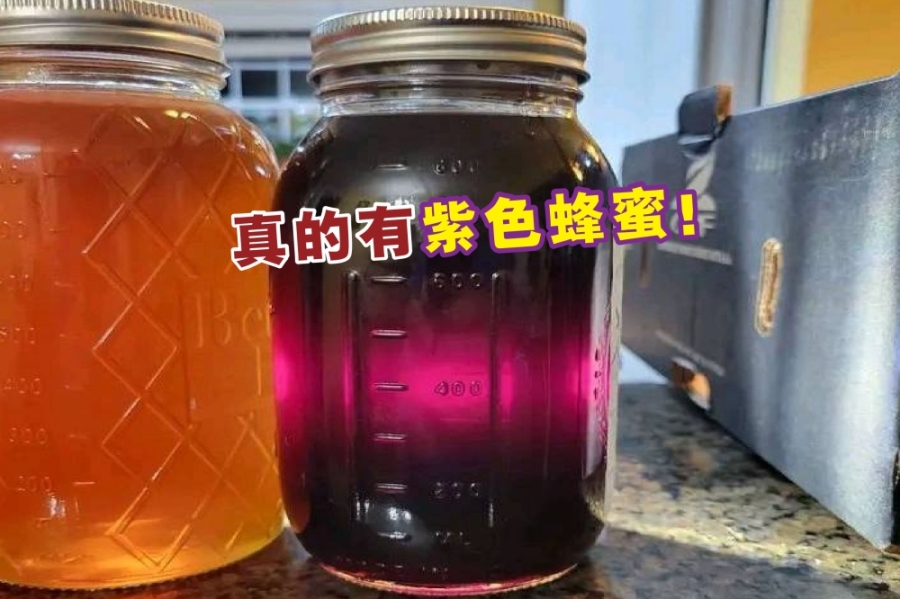 美国北卡罗莱纳州的桑德希尔斯的蜜蜂会生产紫色蜂蜜,其神秘的颜色引起不少网民关注。-摘自推特,精彩大马制图- 美国北卡罗莱纳州的桑德希尔斯的蜜蜂会生产紫色蜂蜜,其神秘的颜色引起不少网民关注。-摘自推特,精彩大马制图-