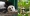 旅居大马的熊猫谊谊（Yiyi）和升谊（Sheng Yi），将于5月送回中国。-图摘自国家动物园脸书/TikTok账号-