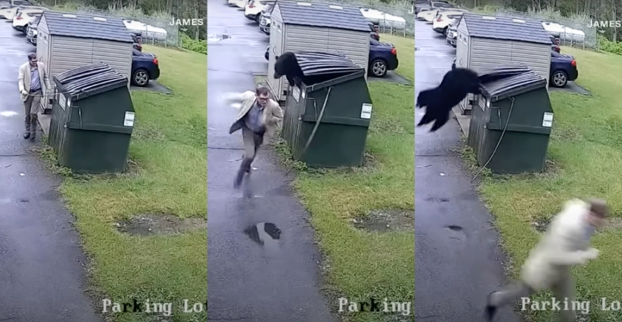 校长和黑熊对上眼后下一刻拔腿就跑!-截图自视频画面- 校长和黑熊对上眼后下一刻拔腿就跑!-截图自视频画面-