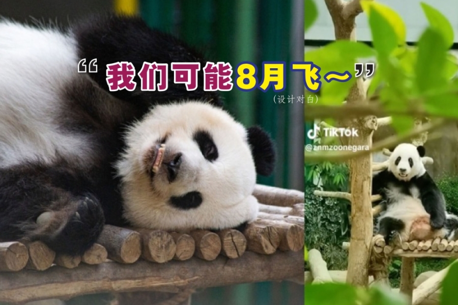 原定5月送回中国的大熊猫谊谊和升谊“返乡行程”有变;国家动物园预计,这对熊猫将会在8月后一同返回中国。-档案照,精彩大马制图- 原定5月送回中国的大熊猫谊谊和升谊“返乡行程”有变;国家动物园预计,这对熊猫将会在8月后一同返回中国。-档案照,精彩大马制图-